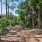 a dirt path through a forest